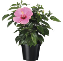 Hibiskus i kruka med rosa blomma