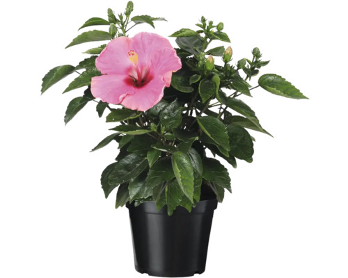 Hibiskus i kruka med rosa blomma