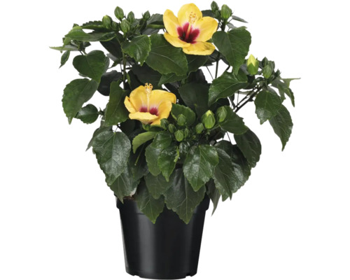 Hibiskus i kruka med gula blommor