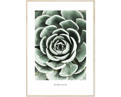 Inramad tavla Echeveria 50x70cm