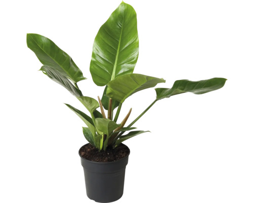 Filodendron FLORASELF Philodendron 'Imperial Green' ca 55cm Ø19cm