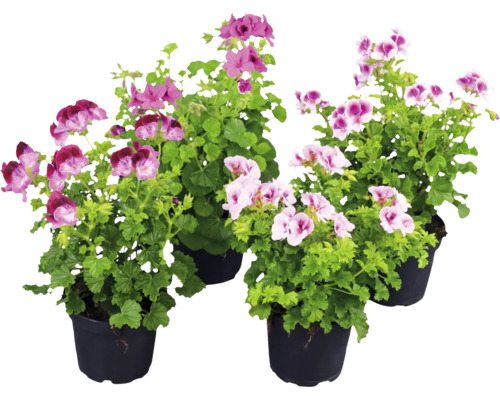 Fyra doftpelargoner i krukor