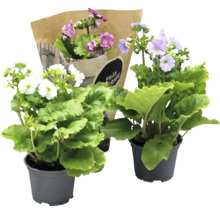 Tre blommande krukväxter av typen Aurikel