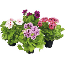 Olika pelargoner i krukor