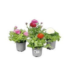 Ranunkel i krukor med olika färgade blommor