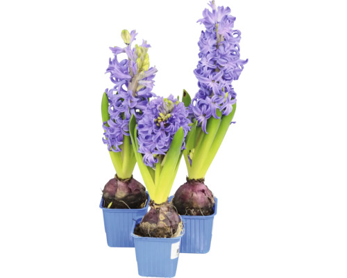 Hyacint Hyacinthus orientalis