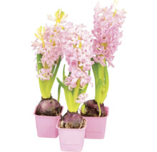 Tre hyacinter i krukor