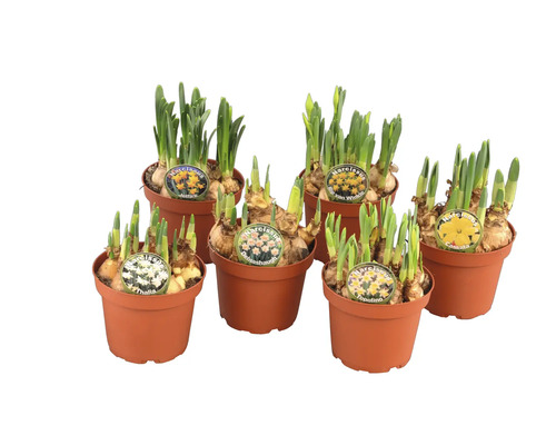 Flera narcisslökar i krukor med sortetiketter.