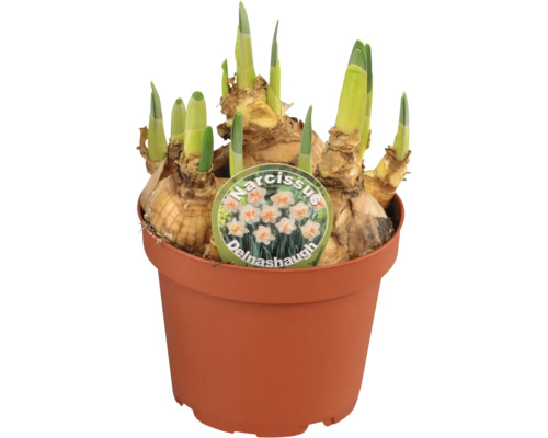 Narcisslökar i kruka med skott