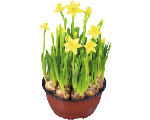 Narcisser i en kruka