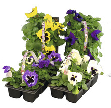 Penséer i olika färger i en såplatta