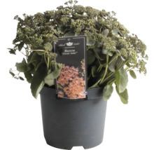 Fetknopp Coral Jade i en kruka