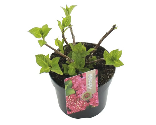 Hortensia i kruka med etikett