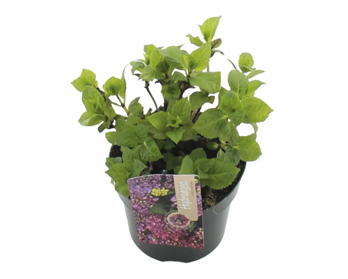 Hortensia i kruka med växtetikett