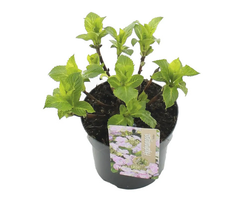 Hortensia i kruka med etikett