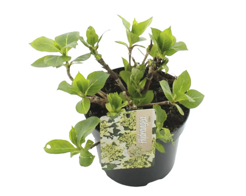 Hortensia i kruka med etikett