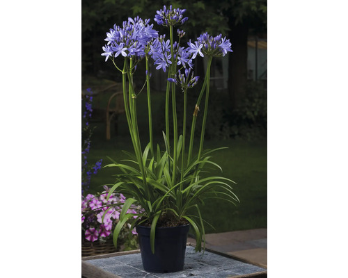 Afrikas lilja FLORASELF Agapanthus africanus 'Amourette Superb' 45cm Ø14cm