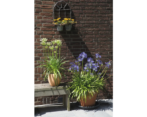 Trädgårdsvy med krukväxter på en bänk framför en tegelvägg