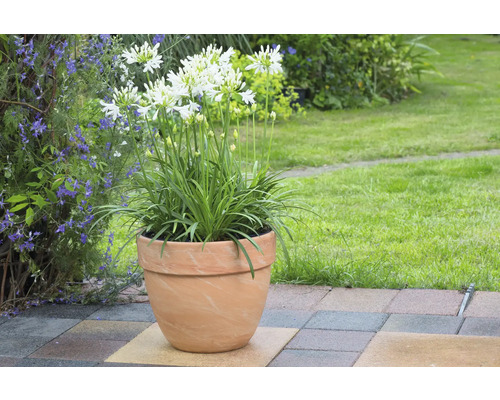Agapanthus i terrakottakruka i trädgården