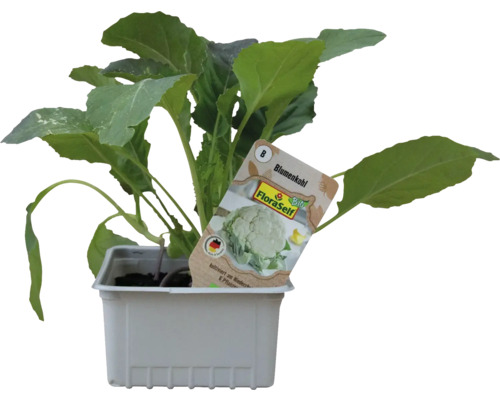 Blomkålsplanta i kruka med FloraSelf-etikett