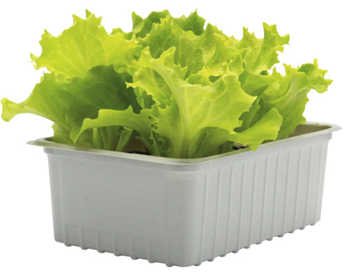 Salladsplanta i en skål