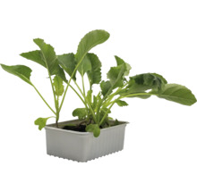 Ung planta i planteringskärl
