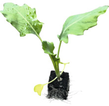 Ung planta med rotklump för trädgården
