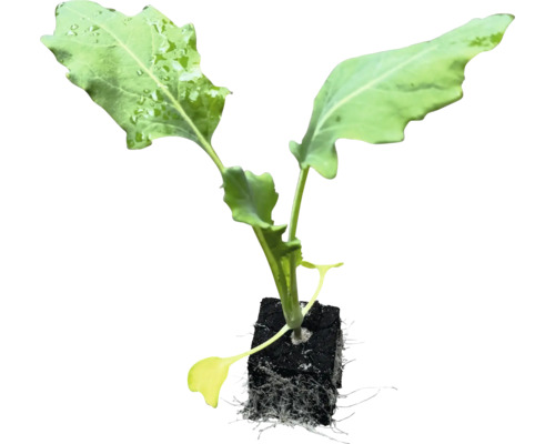 Ung planta med rotklump för trädgården