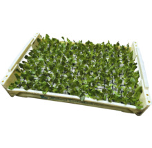 Plantor i en odlingsbricka