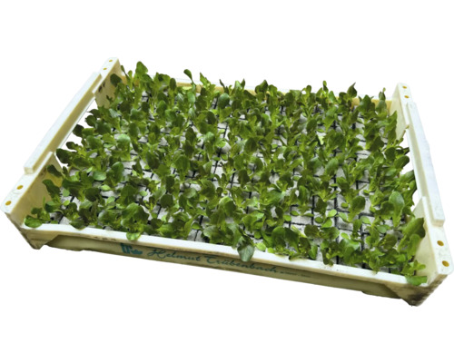 Plantor i en odlingsbricka