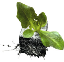 Ung planta med rotklump