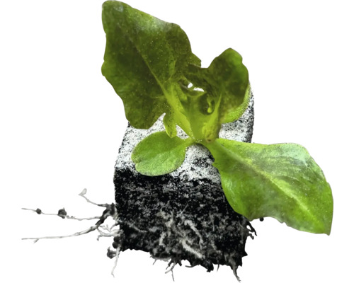 Ung planta med rotklump