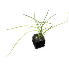 Gräslök planta med jordklump