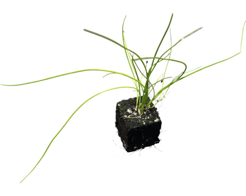 Gräslök planta med jordklump