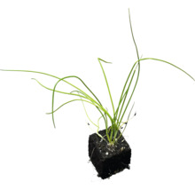 Gräslökplanta i en jordkocka