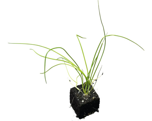 Gräslökplanta i en jordkocka