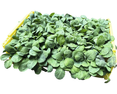 Låda med unga kålplantor