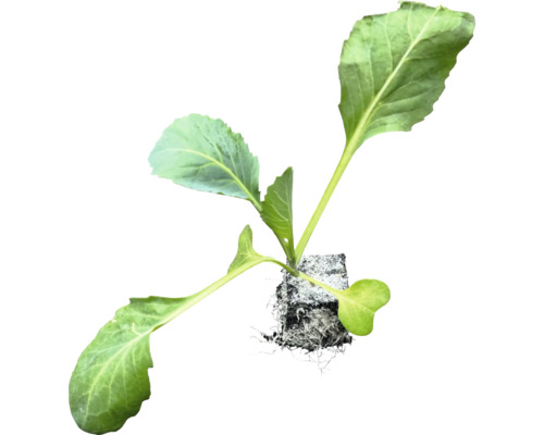 Kålrabbiplanta med rotklump