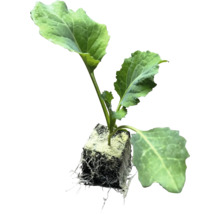 Ung kålrotsvplant med rotklump