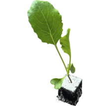 Ung planta med rotklump