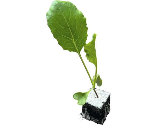 Ung planta med rotklump