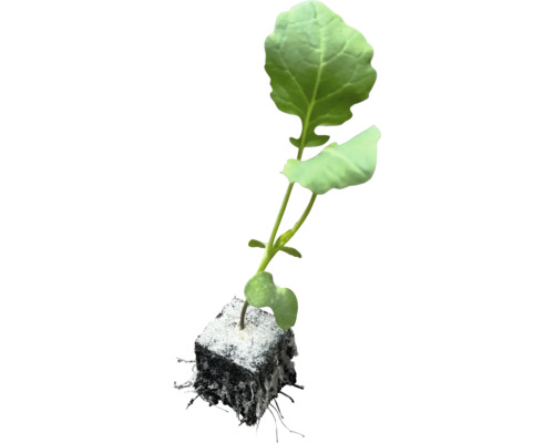 Ung planta med rotklump.
