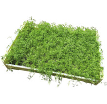Odla skål med dill