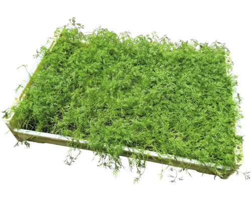 Odla skål med dill