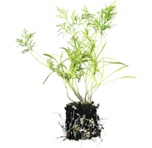 Dillplanta med rotklump.