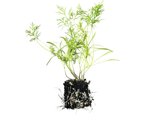Dillplanta med rotklump.