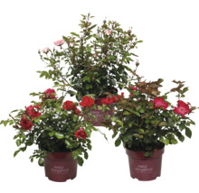 Tre rosenbuskar av märket Easy Elegance i krukor med röda och rosa blommor
