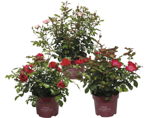Tre rosenbuskar av märket Easy Elegance i krukor med röda och rosa blommor