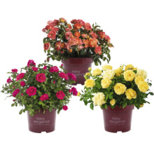 Rosmix Easy Elegance FLORASELF Co 3,5L