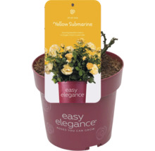 Rosmix Easy Elegance FLORASELF Co 3,5L